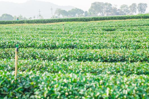 Beautiful fresh green tea plantation at Chiangrai Thailand, Green tea field