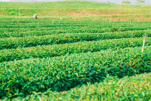 Beautiful fresh green tea plantation at Chiangrai Thailand, Green tea field