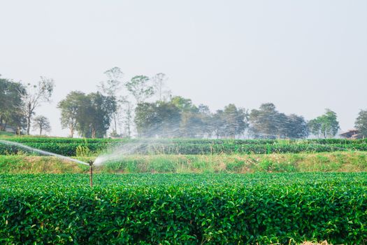 Beautiful fresh green tea plantation at Chiangrai Thailand, Green tea field