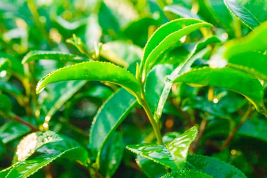 Green tea bud and fresh leaves. Tea plantations.