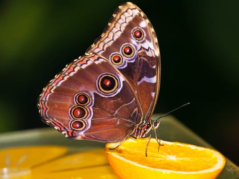 Macro photo of butterfly sitting on flower