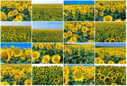 Beautiful blooming field of sunflowers under blue sky