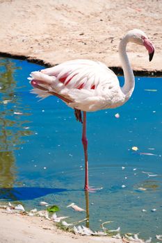 Beautiful American Flamingo staying in water, zoo lake