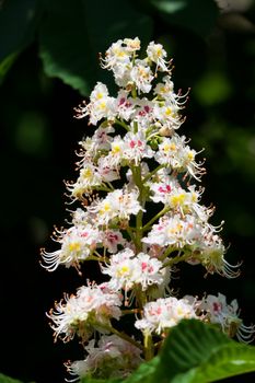 Beautiful spring blossom of chestnut tree with white flowers