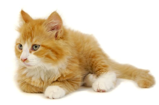 Sweet and sad kitten is resting on a white background