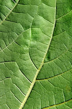 Extreme macro of green leaf