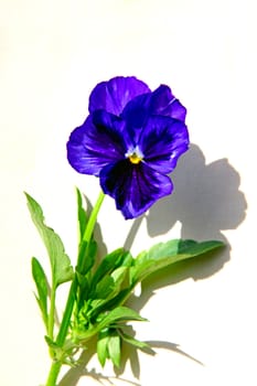 Blue Flower on the white paper background closeup