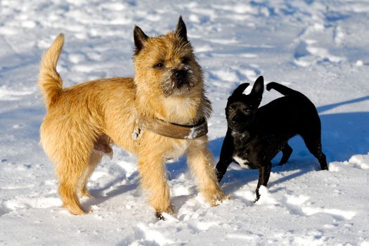 Dogs are playing in the the snow. The breed of the dogs are a Cairn Terrier and the small dog is a mix of a Chihuahua and a Miniature Pinscher. 