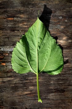 Green Leaf on an old wooden background closeup