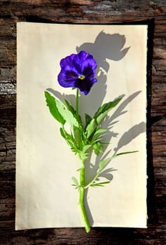 Blue Flower on an old wooden background closeup