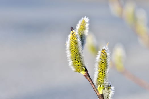 willow blossom in spring