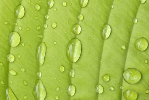 Hosta Leaf in the rain