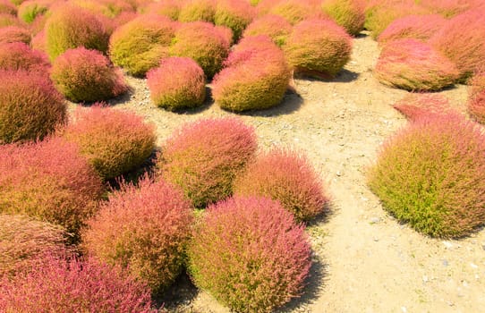 Kokia tree is a tree planted at Japan's Ibaraki Province.