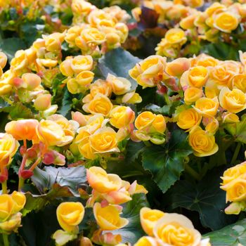 Beautiful background of yellow big begonias 