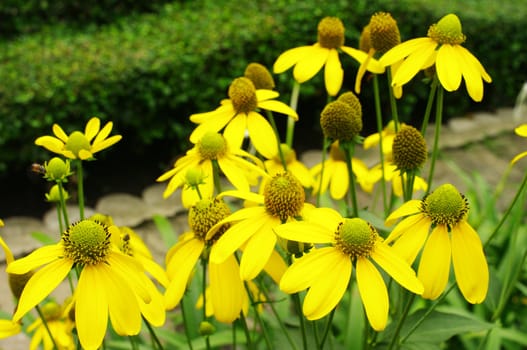 Yellow flower in garden, Thailand