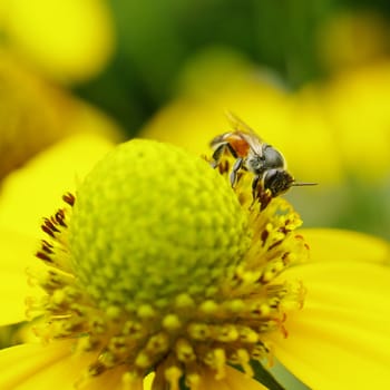 Bee on yellow flower in garden, Thailand