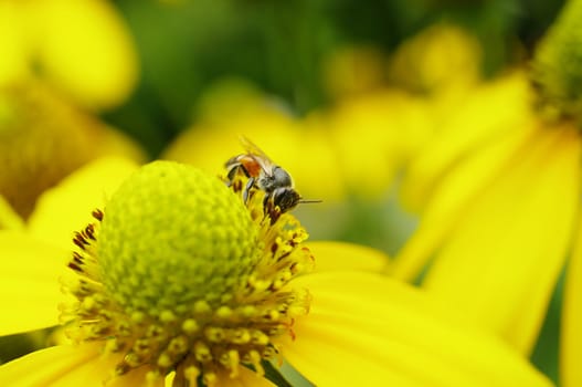 Bee on yellow flower in garden, Thailand