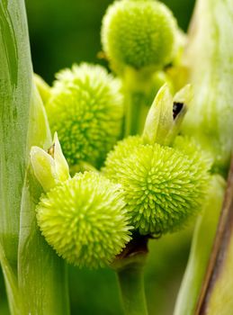 Flower detail, Close up shot