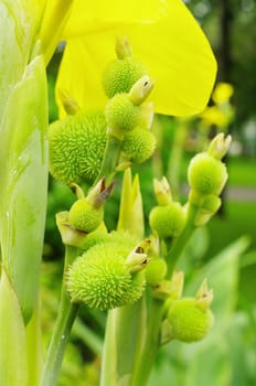 Flower detail, Close up shot