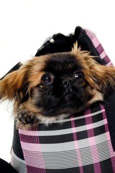 A sweet puppy in transportation bag. Taken on a white background