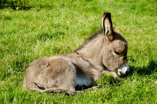 A sweet donkey foal is resting on green grass
