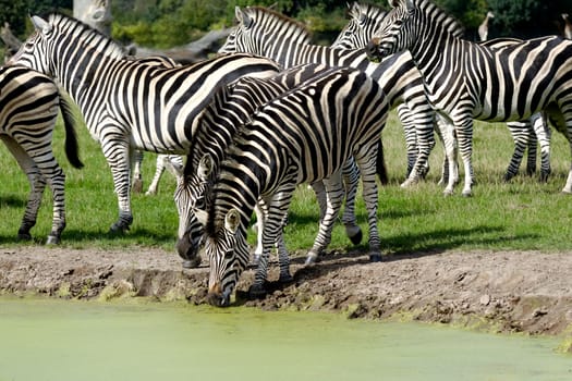 Zebras are dinkning water from lake.