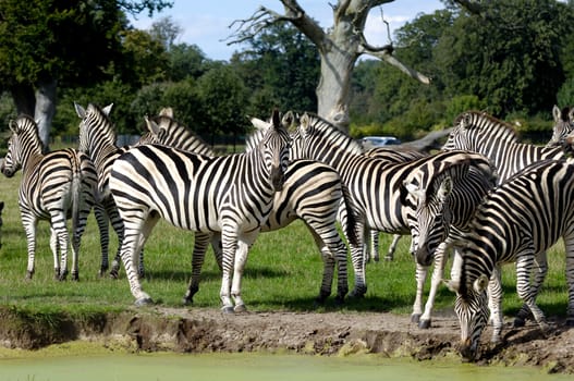 Two zebras are dinkning water from lake.