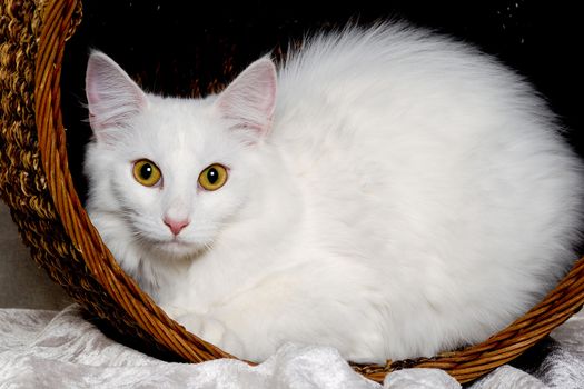 White cat in a basket