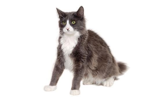 Gray cat sitting on a white background