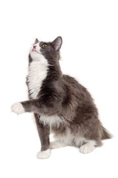 Gray cat sitting on a white background