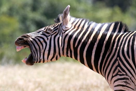 Zebra with it's mouth wide open as if it were shouting