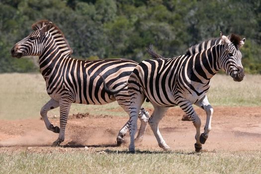 Two rival male zebras kicking up dust