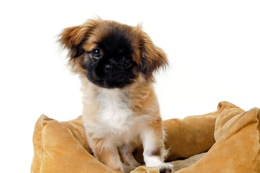 A sweet puppy is resting in a dog bed. Taken on a white background