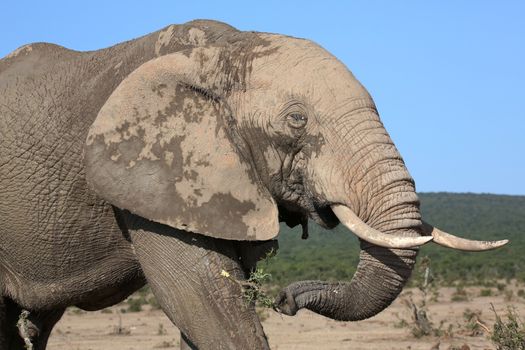 Africam elephant with large tusks and holding leaves in it's trunk