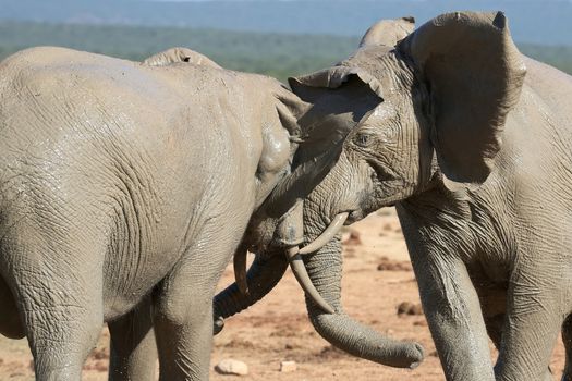 Two muddy African elephants testing each others strength