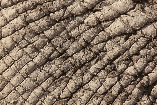 Skin of an African elephant covered in dried mud for protection against sun and pests