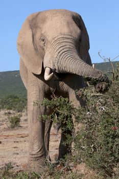 Large African elephant stripping leaves from a bush to eat