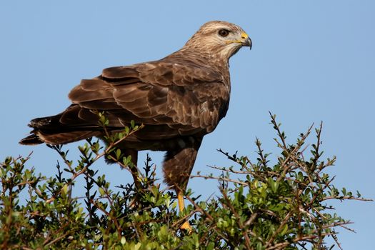 Steppe Buzzard Bird of Prey perched on top of a tree
