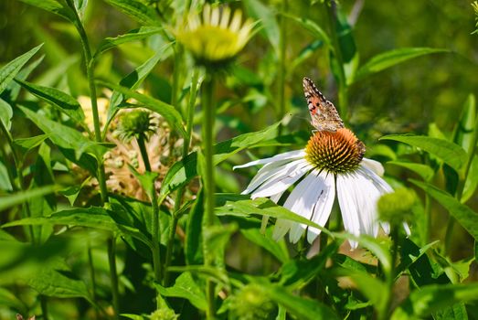 Butterfly and bee on a daisy in the meadow