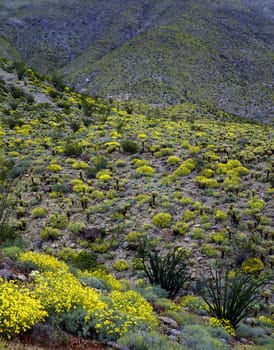 Spring in Mojave Desert, California
