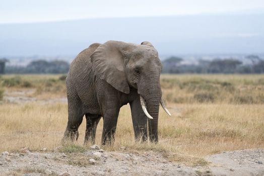 African bush elephant   (Loxodonta africana), Masai Mara National Reserve, Kenya