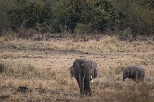 African elephant with calf  went out from bushes to grassland,  Masai Mara National Reserve, Kenya