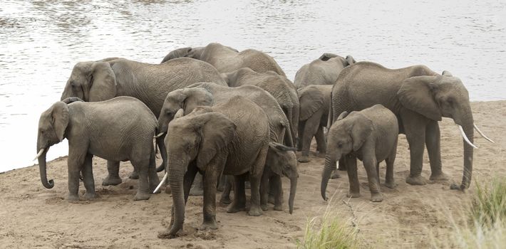 Group of African bush elephants  (Loxodonta africana) at watering point on Mara River, Kenya