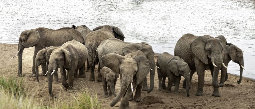 Group of African bush elephants  (Loxodonta africana) at watering point on Mara River, Kenya