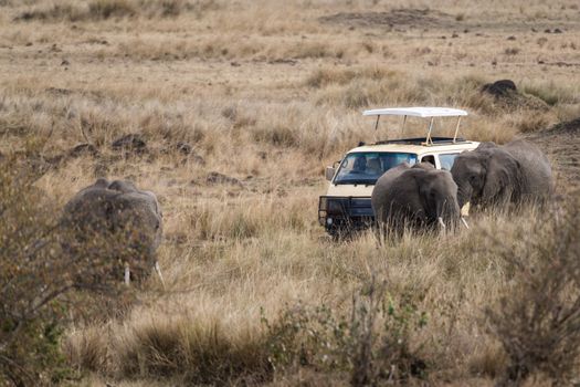 Three African elephants approach safari vehicle, Masai Mara National Reserve, Kenya, East Africa