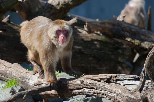 Macaque (Snow) Monkey's climbing on some logs in soft focus