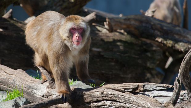 Macaque (Snow) Monkey's climbing on some logs in soft focus