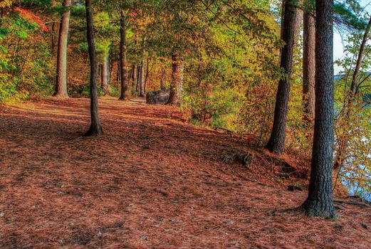 HDR landscape of a forest and pond.