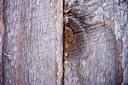 Natural Weathered Rustic Wooden Background with Timber Knot closeup