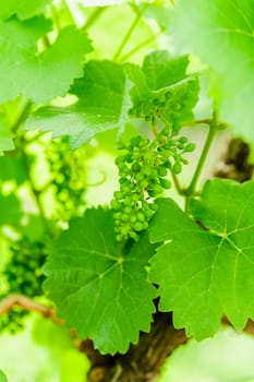 Unripe green grape cluster in the summertime